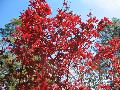 Fireglow Japanese Maple